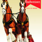 BUD CLYDESDALE TEAM