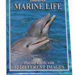 DISCOVER MARINE LIFE