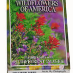 DISCOVER WILDFLOWERS