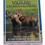DISCOVER WILDLIFE ALASKA